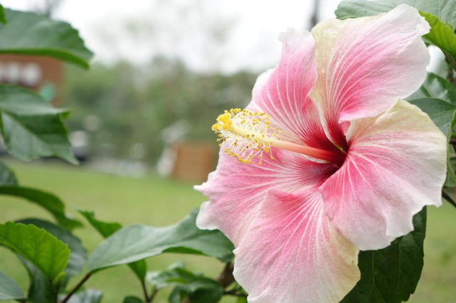 20:朱槿:槿艳繁花满树红