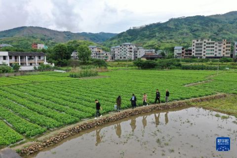 5月16日,在福建省福州市永泰县长庆镇中洋村,花生种植大户朱春强在向