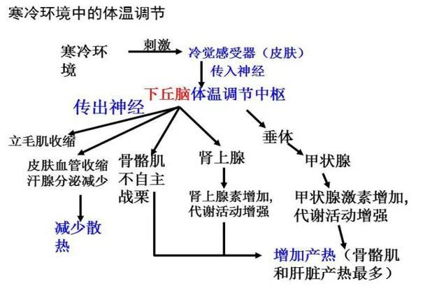 它会因此感到兴奋并传递信号给下丘脑的体温调节中枢,后者会根据刺激