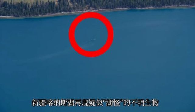 "喀纳斯湖水怪"又现身了?湖面突现巨大黑影,哲罗鲑在前面游动