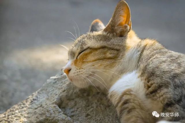 华师猫咪太治愈了!