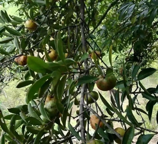 大力王,大黄鸡卵,黄绿果,罗楝子,麦芽仔,粘牙仔,鸠酸,花瓶果,野柠檬