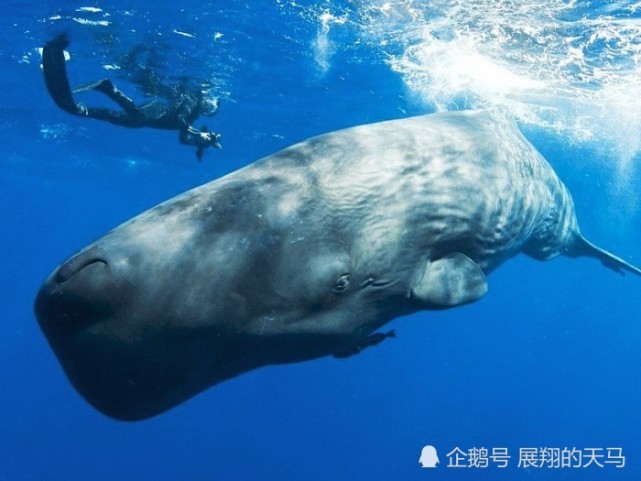 抹香鲸是最大的齿鲸,连大王乌贼都不是对手,那么它们有天敌吗?