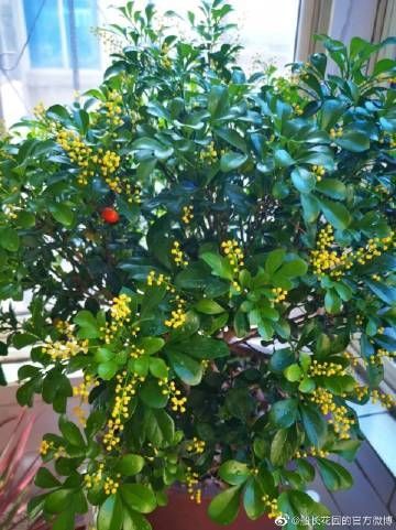 米兰花这么养,开花期花香飘满屋