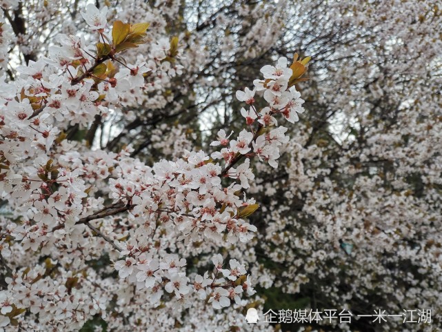 济南的春天,都在百花公园里