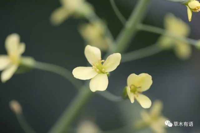 67包心菜花6767油菜花十字花科的基本特征就是草本,总状花序