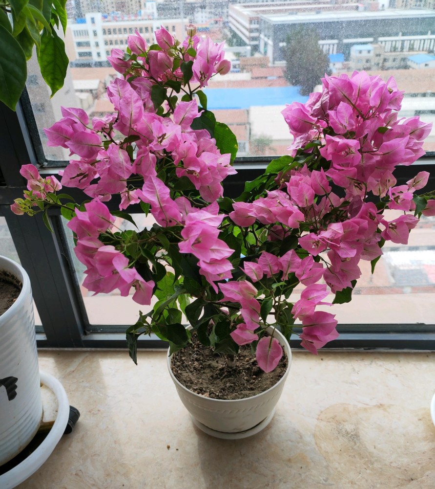 春天是养三角梅的季节,今天来带大家认识一个很出色