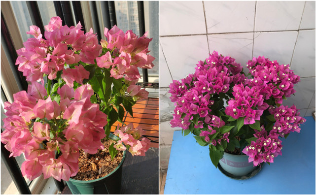 三角梅界的"贵族—比芭,花色柔美,开花超勤奋,很值得拥有
