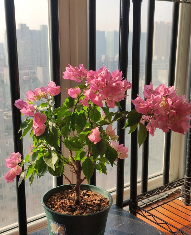 三角梅界的"贵族—比芭,花色柔美,开花超勤奋,很值得拥有