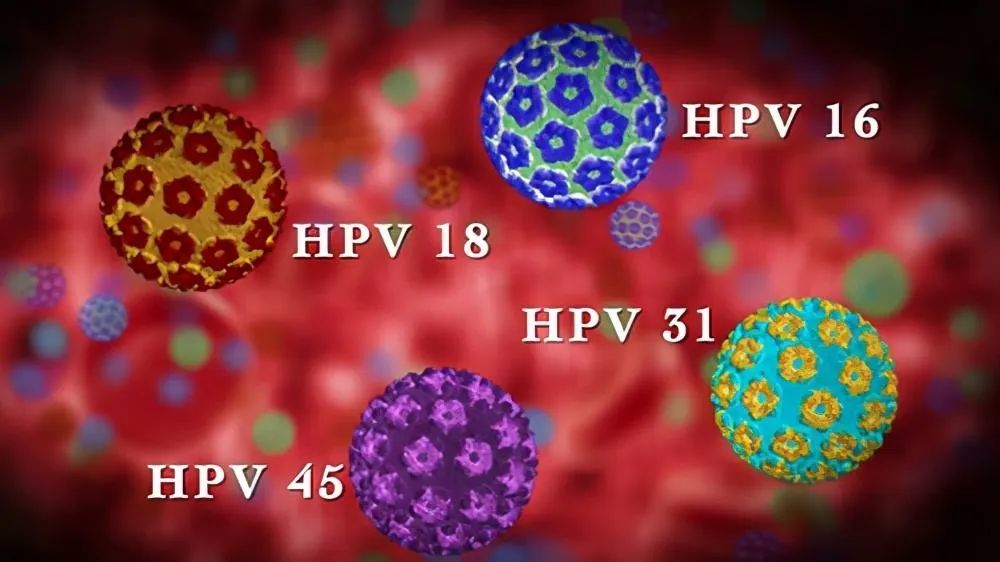 分别是:hpv16,18,31,33,39,45,51,52,56,58,59,66,68.