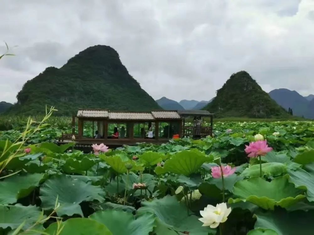 荷花绽放清凉一夏普者黑景区夏天福利大放送