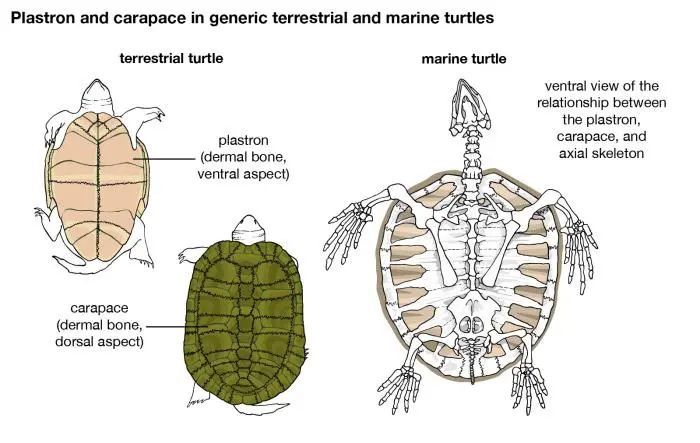 乌龟是科学家们的噩梦堪称进化论的终极bug