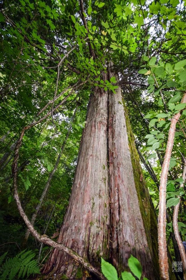 200万年前的第四纪冰川运动使得大量曾称霸一方的物种开始大量消亡.