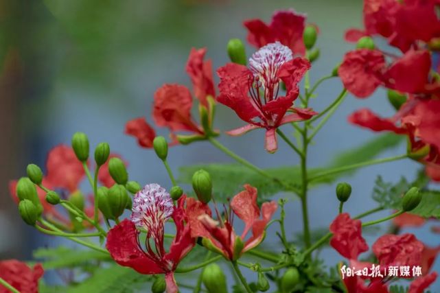 阳江市市花火红"出圈"