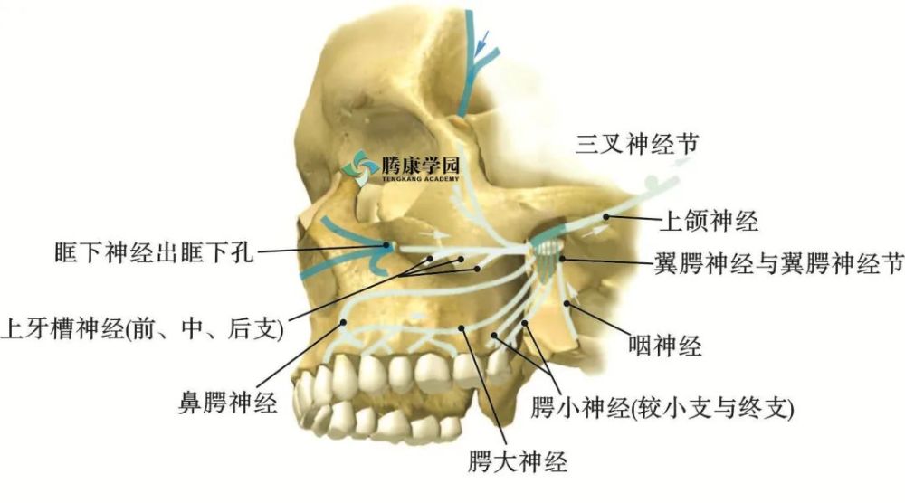 三叉神经的上颌神经属于感觉神经,其分支中的上槽牙神经可支配牙齿的