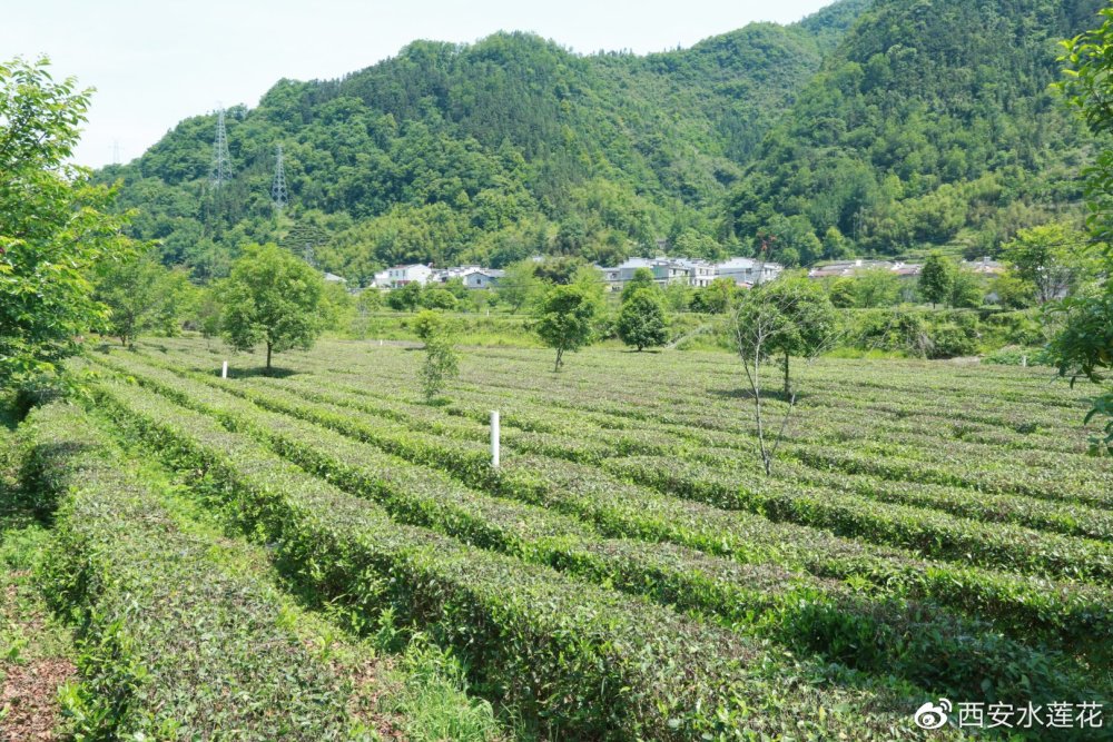 游女娲故里平利品富硒飘香名茶寻根世界最早的茶