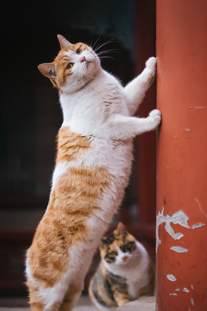 故宫橘猫健身天团来了