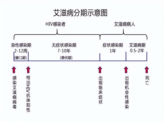 艾滋病的窗口期和潜伏期有什么区别