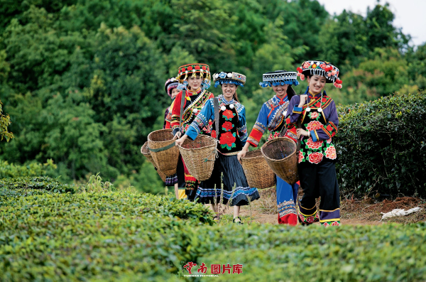 5·21国际茶日｜寻茶问道云南最美十大茶山见闻