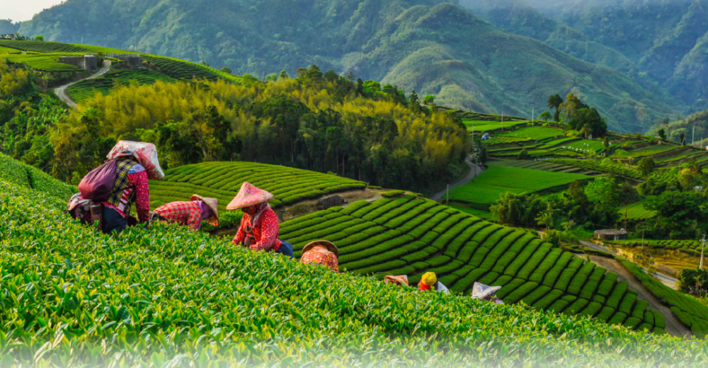 国际茶日，一份优秀鉴茶指南，请查收