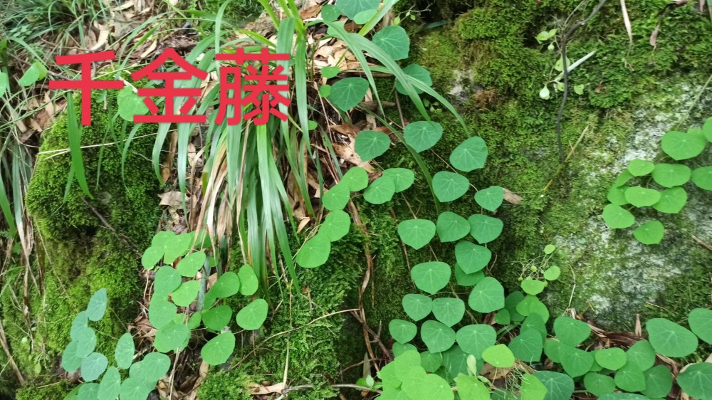 湖南发现了网红植物千金藤