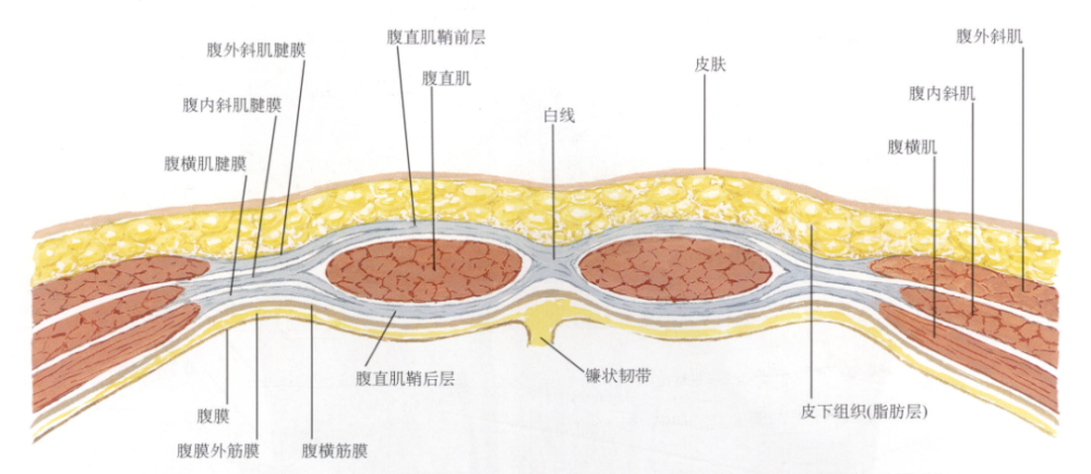 奈特解剖图谱腹直肌鞘的解剖