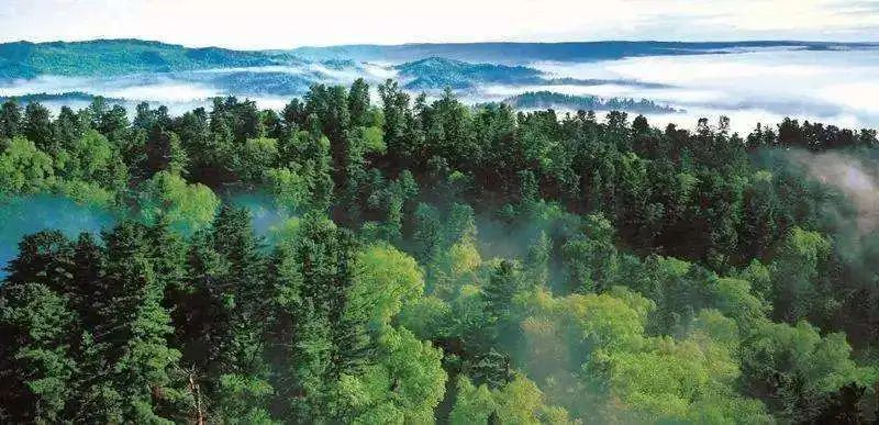 占地面积2000亩,是以研究寒温带森林植物为主的植物园,被称为东北森林