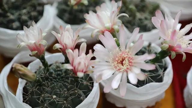 花期最长的2种仙人球一次能开50朵一开多半年