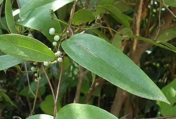 它才是土茯苓,广东人的煲汤靓货,却常和金刚藤搞混,请注意识别