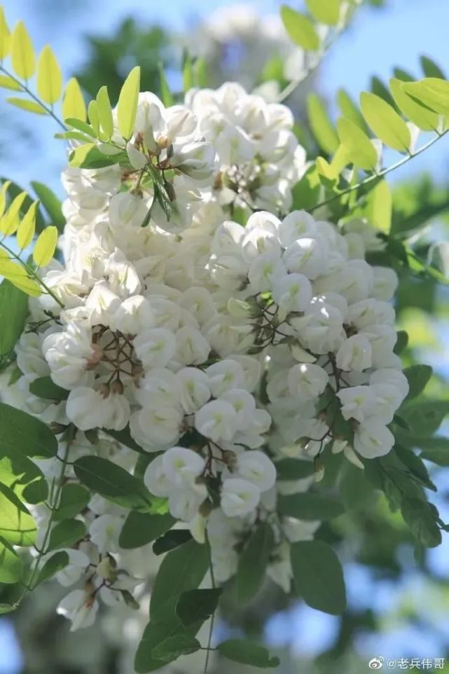 美味的槐花馅包子甜甜的槐花蜜满街飘散的槐香深厚而浓郁槐花是乡土