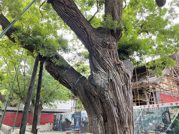 晋祠"三绝"之千年隋槐