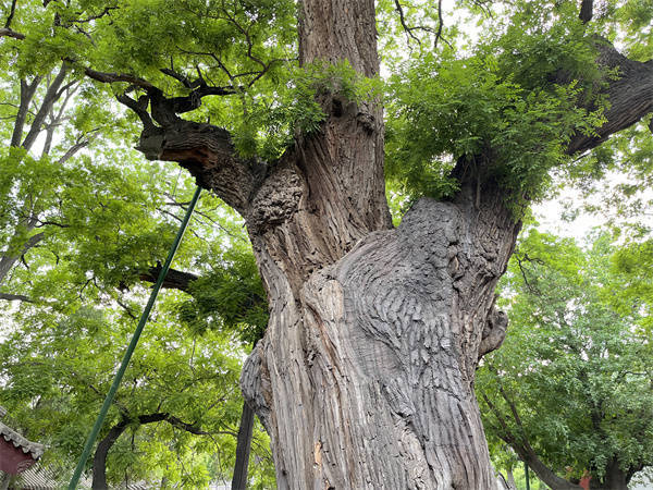 晋祠"三绝"之千年隋槐