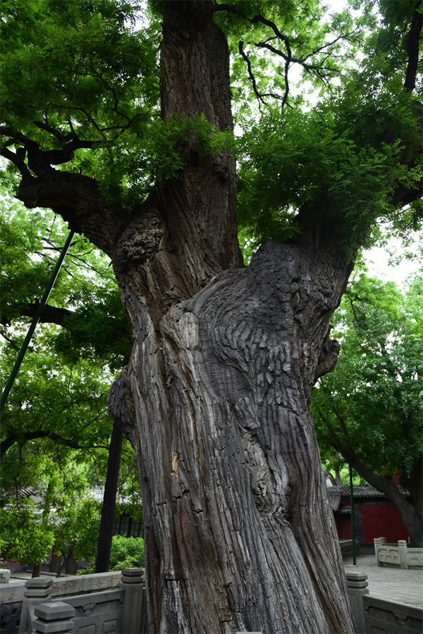 晋祠"三绝"之千年隋槐