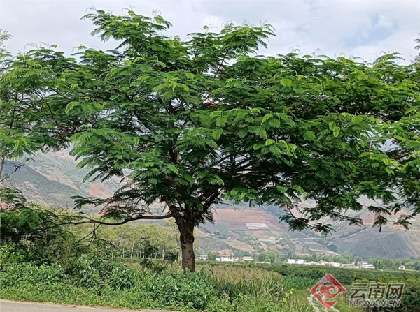 云南保山种什么树种多大的树？乡土树种将成主力军 腾讯新闻