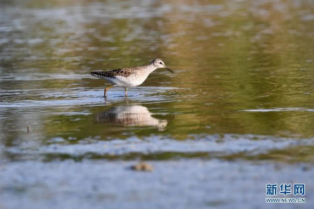 2021年4月,一只水鸟在闽江河口湿地国家级自然保护区觅食.
