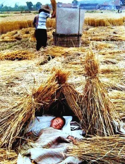 图中是80年代时农民秋收之时,大人们都在收割小麦,无暇顾及孩子,所以