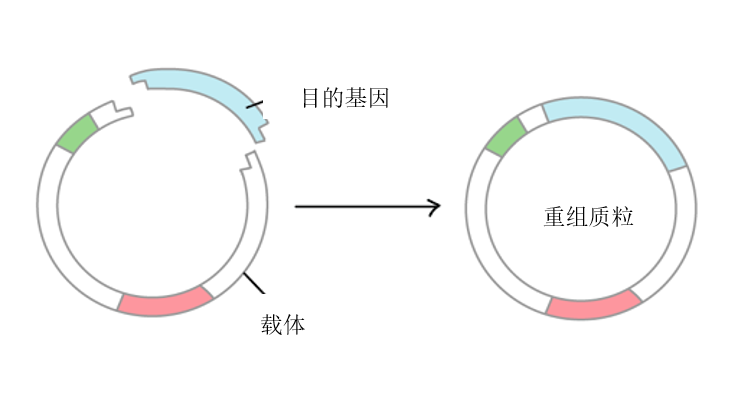 重组质粒的构建目的基因设计直接关系到目的蛋白的表达量,根据表达