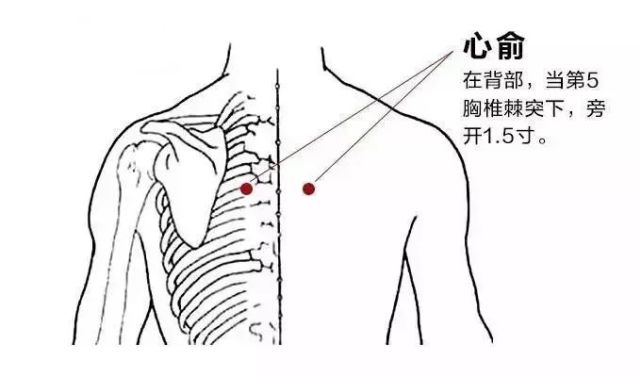 心俞穴:心痛,惊悸,咳嗽,失眠,健忘