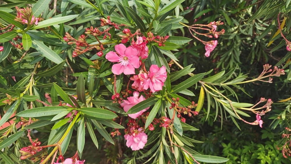 美丽吉安之赏花系列红花夹竹桃花开满枝头