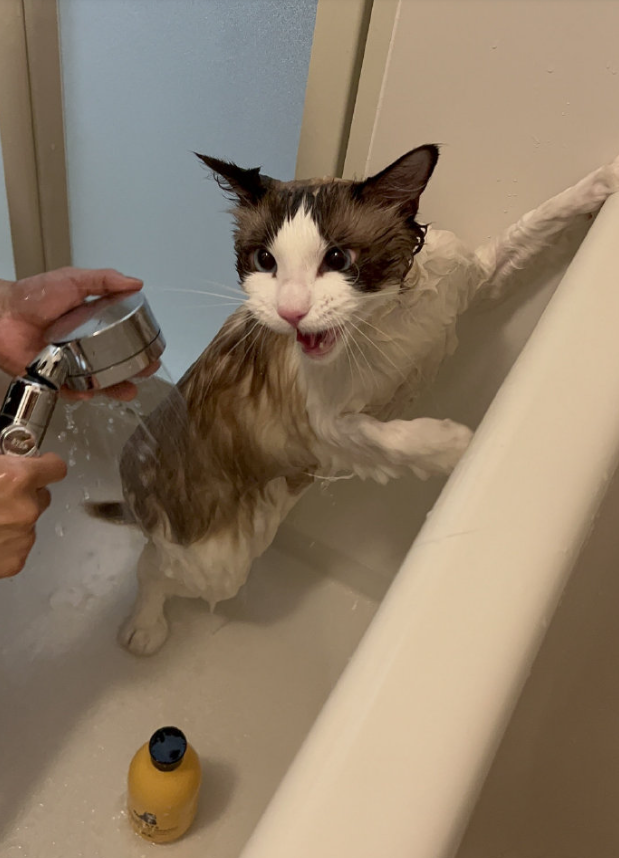 平时美得像天使的一只猫,一洗澡……丑得猫都不敢看