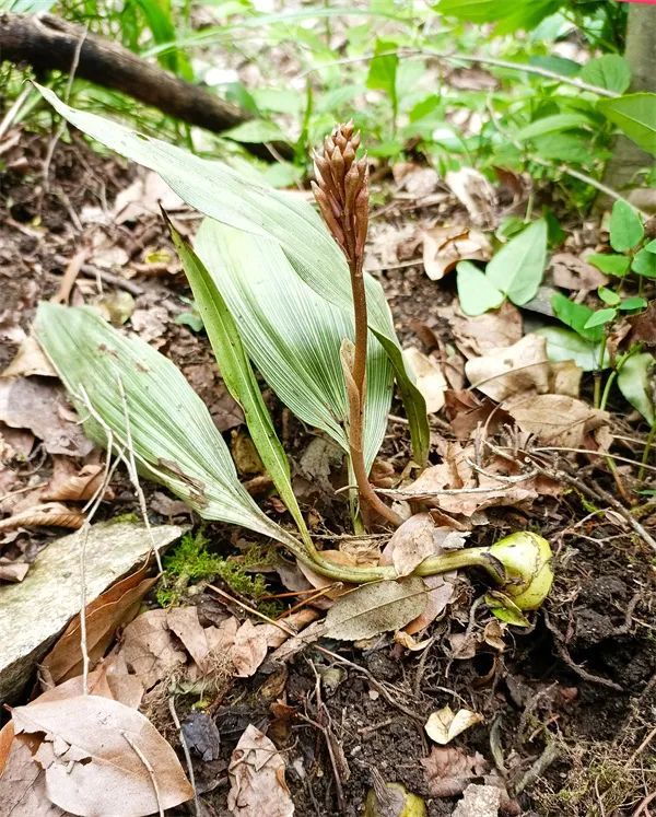 我省发现珍稀兰科植物杜鹃兰