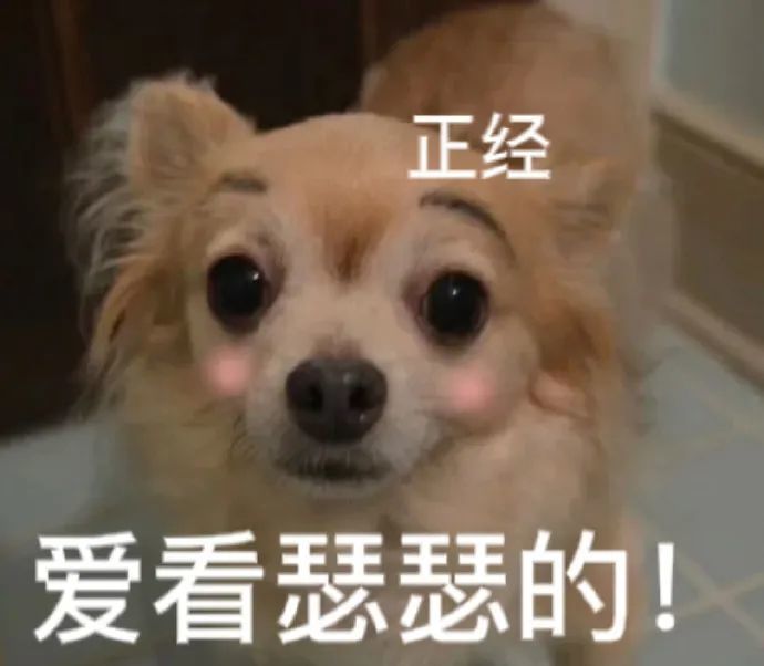 吉娃娃狗勾表情包我滴困困滴