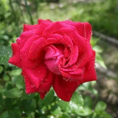 ins头像红色玫瑰唯美花微信头像热烈绽放的玫瑰图片