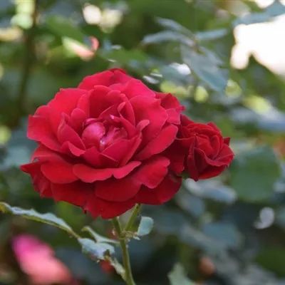 ins头像红色玫瑰唯美花微信头像热烈绽放的玫瑰图片