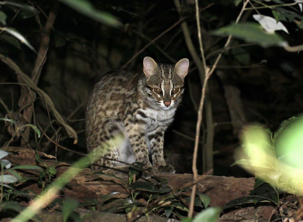 重庆大巴山发现石虎是我国12种野生猫科动物之一非常凶猛