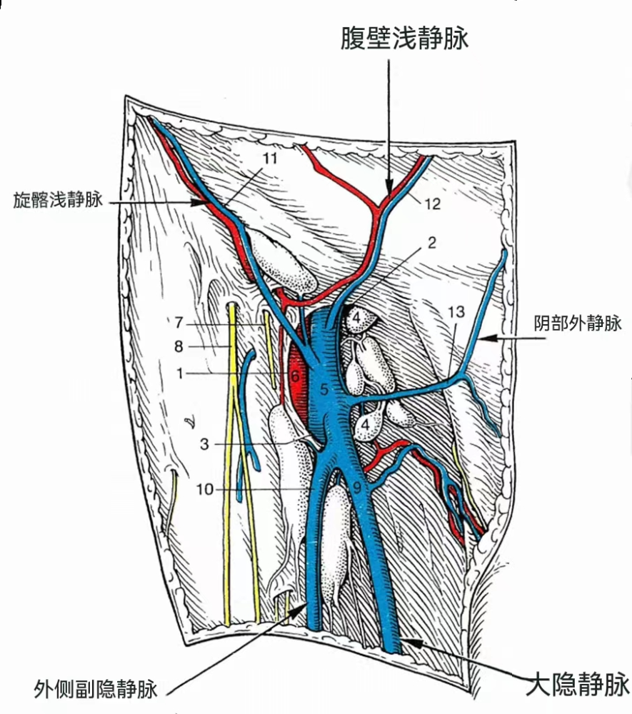 解剖每日学隐静脉裂孔