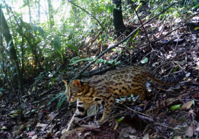 广东连山发现石虎当下南方主流的猛兽从镜头前霸气走过
