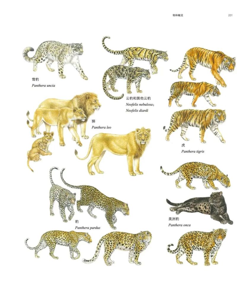 之前翻译了那本《世界野生猫科动物》,我觉得在生活史的描述上很难