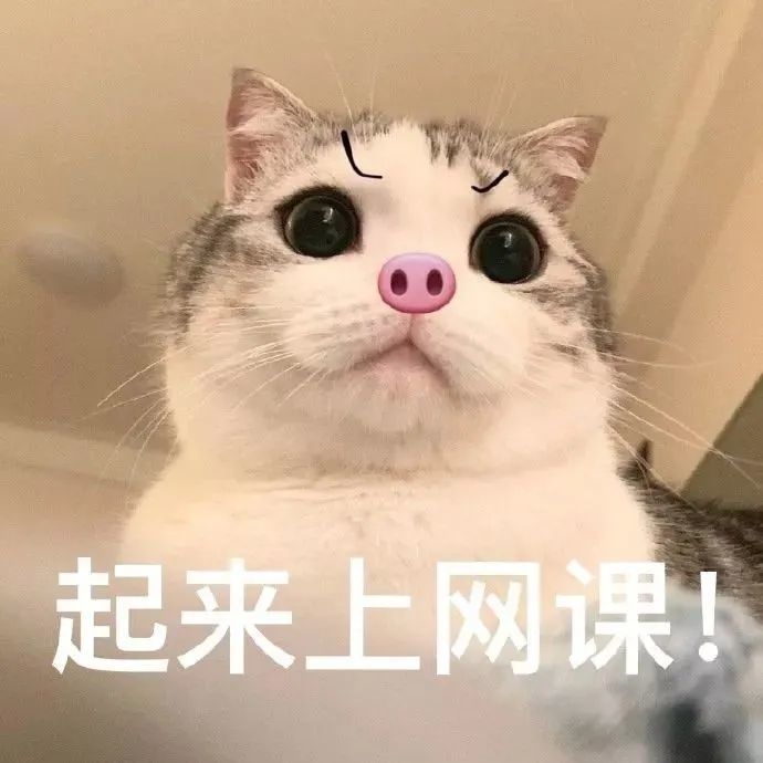 表情包今天你听网课了吗