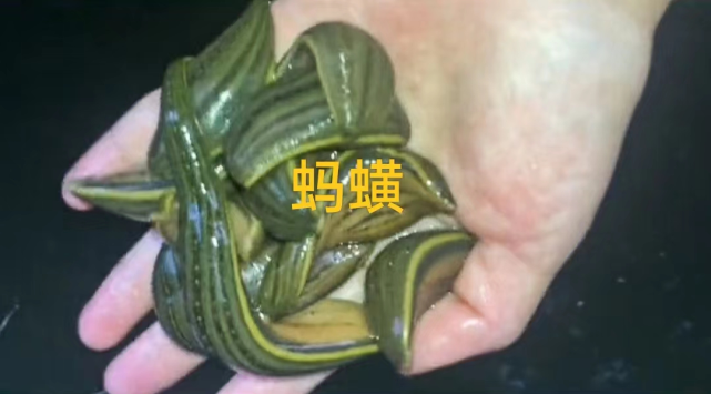 蚂蟥学名也叫水蛭.
